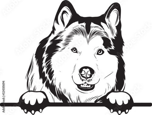 Alaskan Malamute Peek A Boo | Peekaboo | Peeking Dog Face vector eps