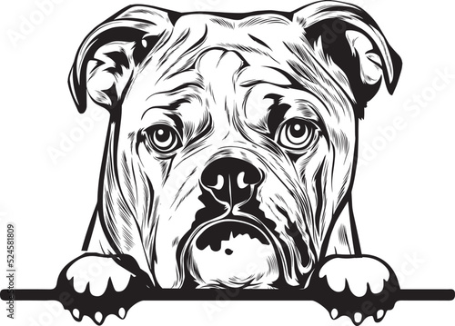 English Bulldog Peek A Boo | Peekaboo | Peeking Dog Face vector eps