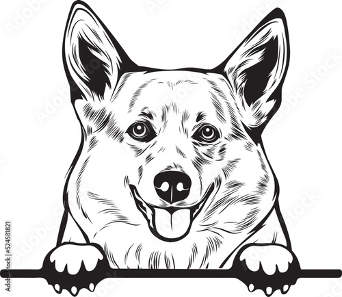 Corgi Peek A Boo | Peekaboo | Peeking Dog Face vector eps