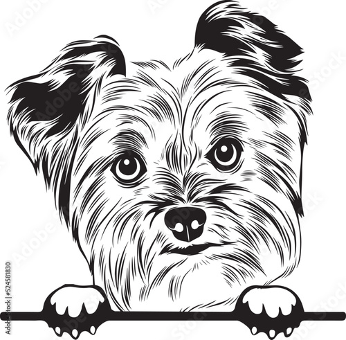 Yorkshire Terrier Peek A Boo | Peekaboo | Peeking Dog Face vector eps