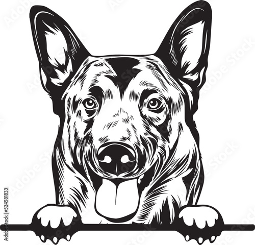 Belgian Malinios Peek A Boo | Peekaboo | Peeking Dog Face vector eps