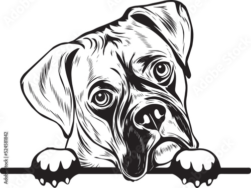 Boxer Dog Peek A Boo | Peekaboo | Peeking Dog Face vector eps