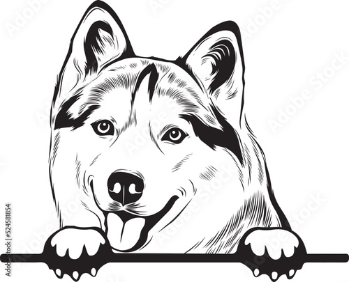 Husky Peek A Boo | Peekaboo | Peeking Dog Face vector eps