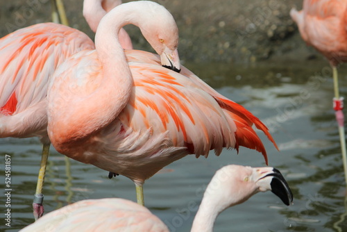Flamingo se co  ando