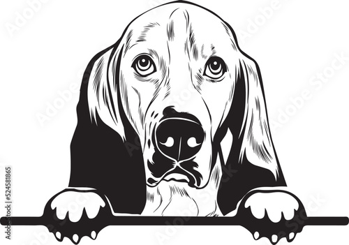 Basset Hound Peek A Boo | Peekaboo | Peeking Dog Face vector eps photo