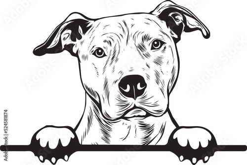 Obraz na plátne American Pit Bull Terrier Peek A Boo | Peekaboo | Peeking Dog Face vector eps