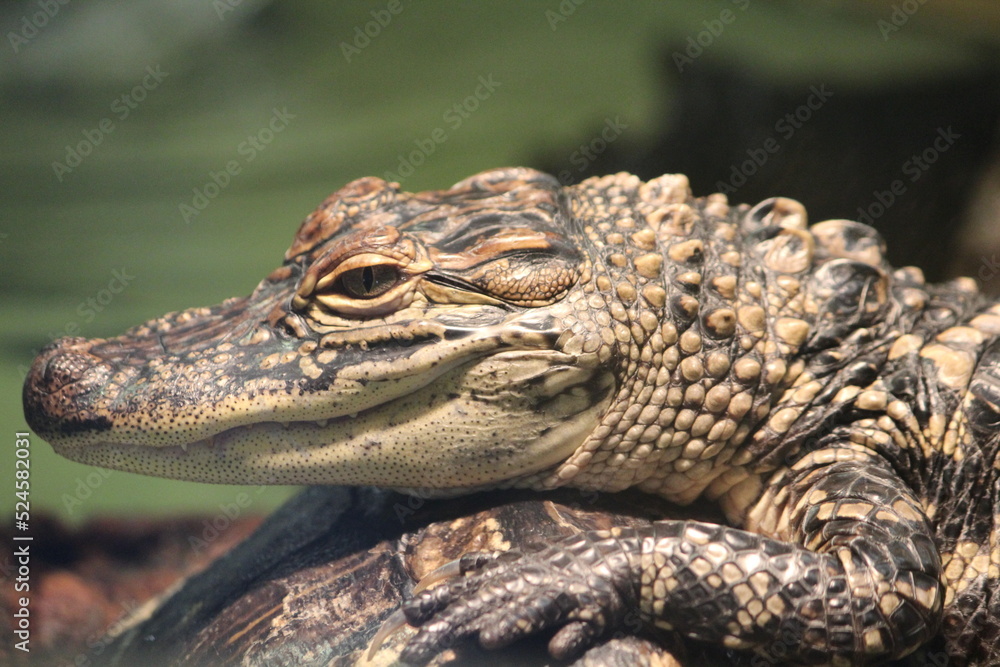 Obraz premium Jacaré tomando sol