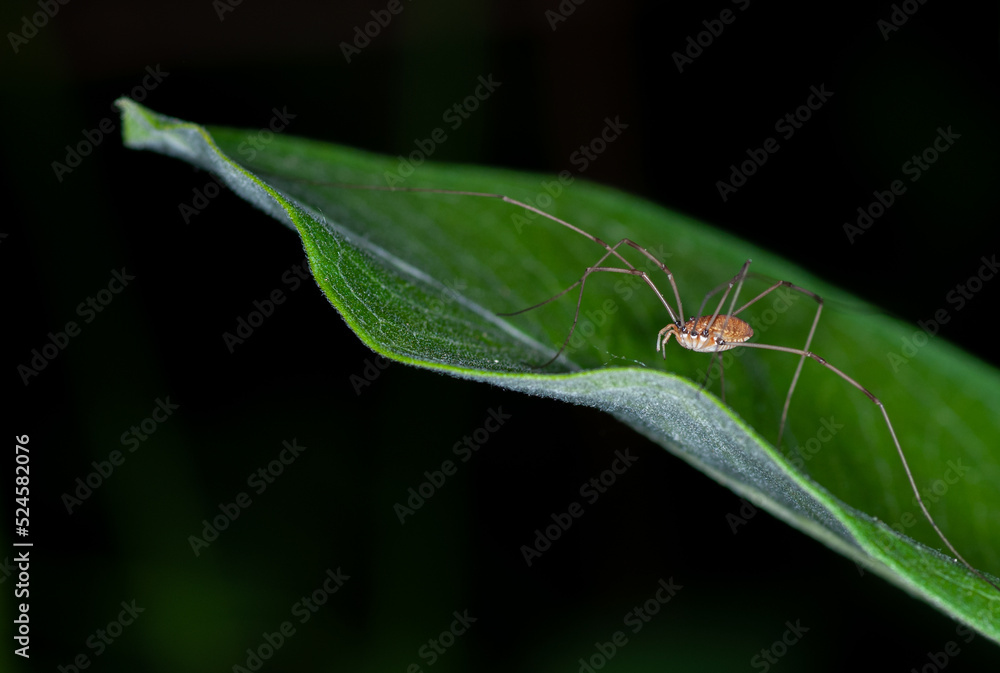 spider on a leaf spider on a leaf