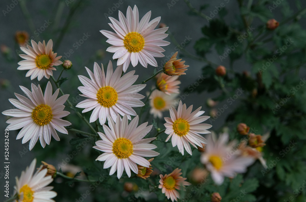 daisies in a garden daisies in a garden