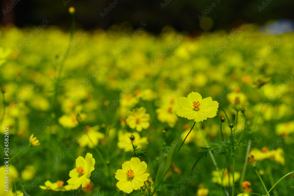 Fototapeta premium コスモス畑