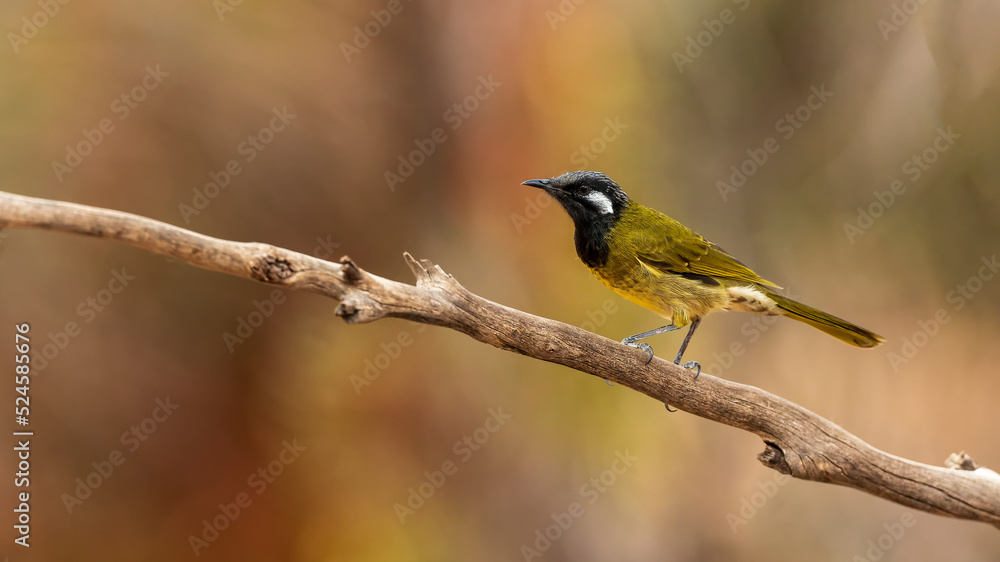 Obraz premium The White-eared Honeyeater (Lichenostomus leucotis) is a medium-sized, olive-brown honeyeater with distinctive white “ears”