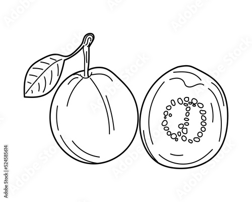 Hand drawn vector Guava. Linear Guava in vintage style. 
One and a half guaba fleshed guava fruits are isolated against a white background. doodle style design for coloring book.