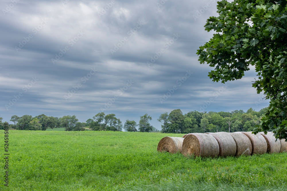 Round bales of hay in a field with dark storm clouds and trees in the distance.