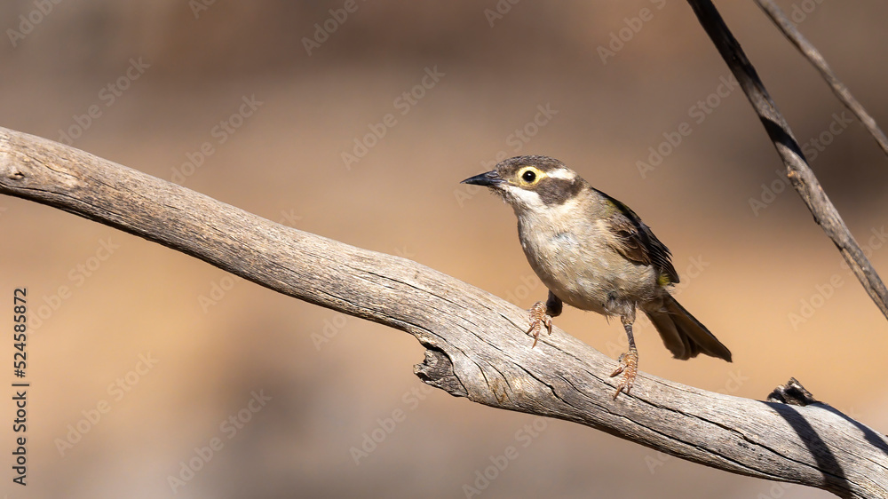 Naklejka premium A small bird with a plain olive green body, a brown head and a creamy yellow eye-ring known as a Brown-headed Honeyeater (Melithreptus brevirostris) perched on a branch