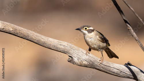 A small bird with a plain olive green body, a brown head and a creamy yellow eye-ring known as a Brown-headed Honeyeater (Melithreptus brevirostris) perched on a branch