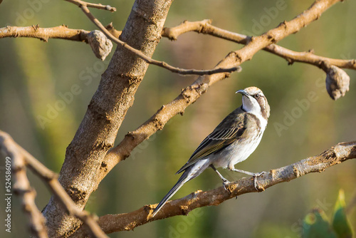 The Tawny-crowned Honeyeater (Gliciphila melanops) is a pale brown medium sized bird with a whitish throat and bib. Its distinctive tawny crown gives rise to its name