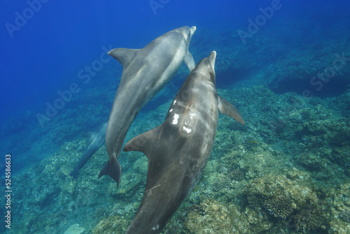 小笠原のイルカ