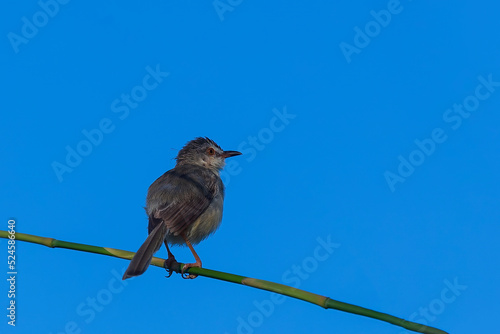 The Plain Prinia (Prinia inornata) also known as the plain wren-warbler or white-browed wren-warbler, is a small cisticolid warbler found in southeast Asia. photo