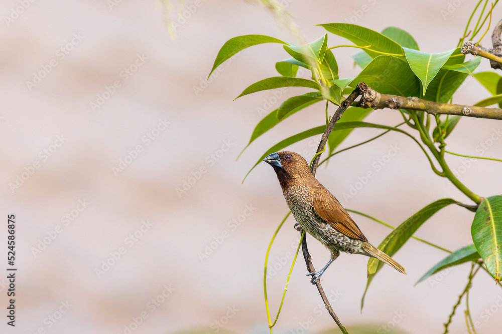 A small finch-like bird with scale-like feather markings on its breast