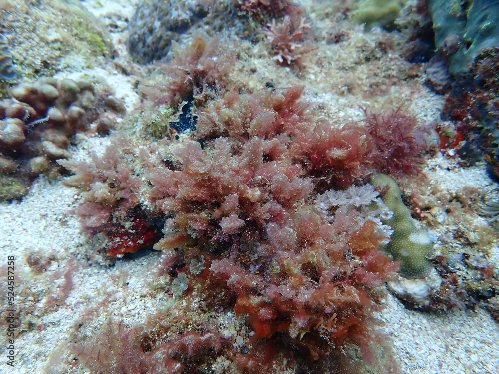 Closeup with Asparagopsis seaweed which is a genus of edible red macroalgae. The species Asparagopsis taxiformis . Closeup with Asparagopsis seaweed which is a genus of edible red macroalgae. The species Asparagopsis taxiformis .