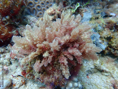 Closeup with Asparagopsis seaweed which is a genus of edible red macroalgae. The species Asparagopsis taxiformis .