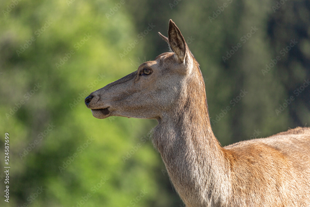 Portrait of a red deer in late summer outdoors, cervus elaphus