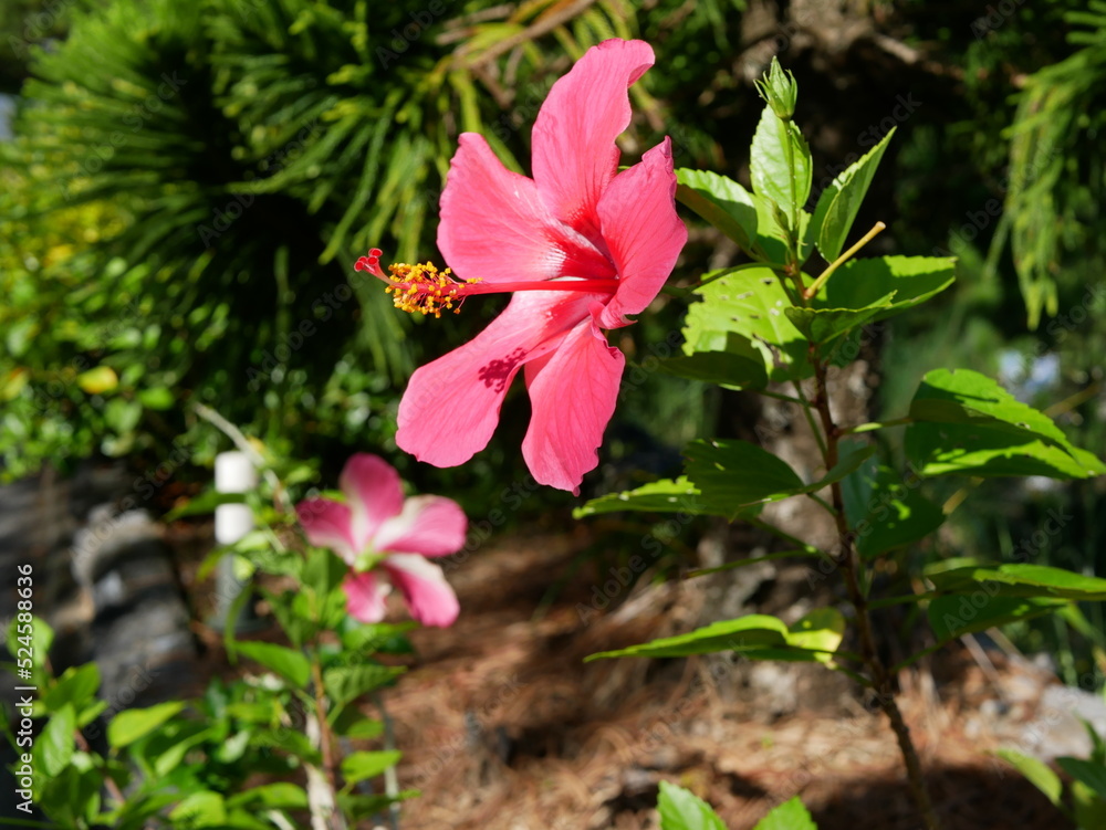 ハイビスカス　hibiscus