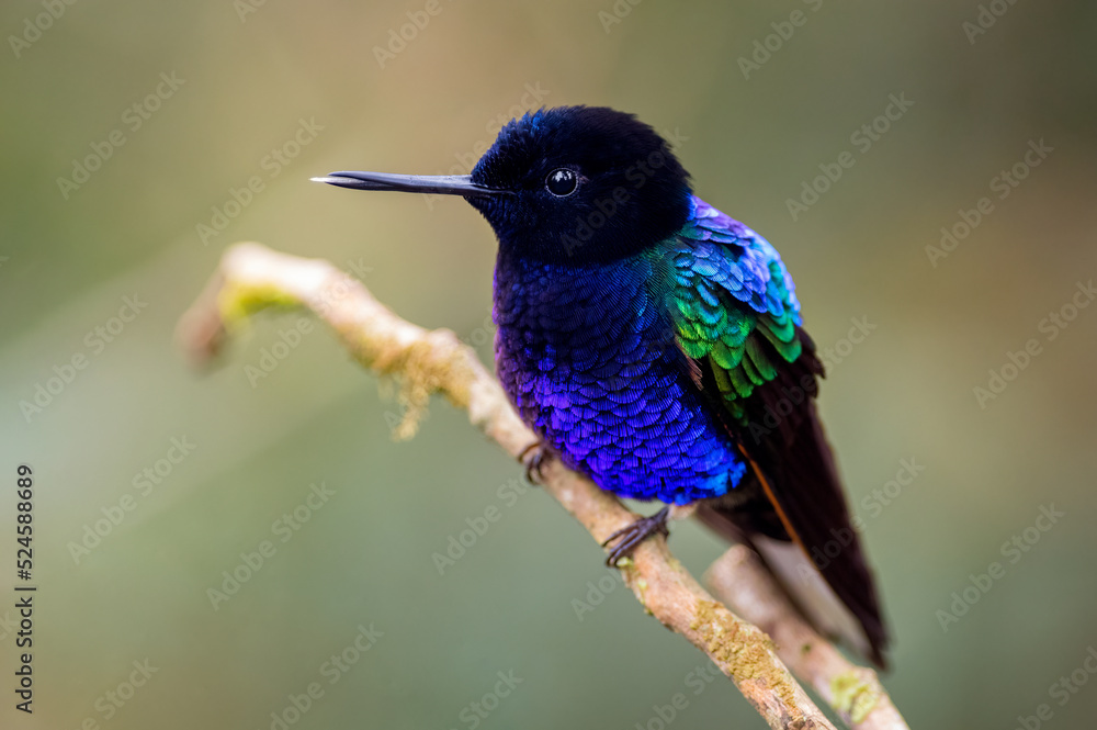 Obraz premium Velvet-purple Coronet (boissonneaua jardini). Hummingbird seven colors