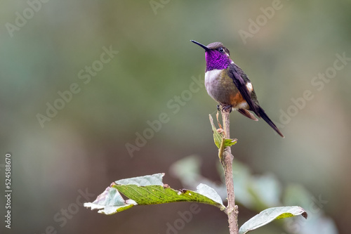 Purple-throated Woodstar (Calliphlox mitchellii). Hummingbird with colorful throat photo