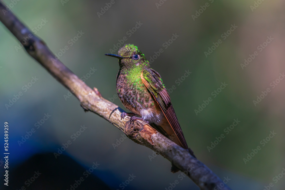Fototapeta premium Buff-tailed coronet, a rare species of hummingbird