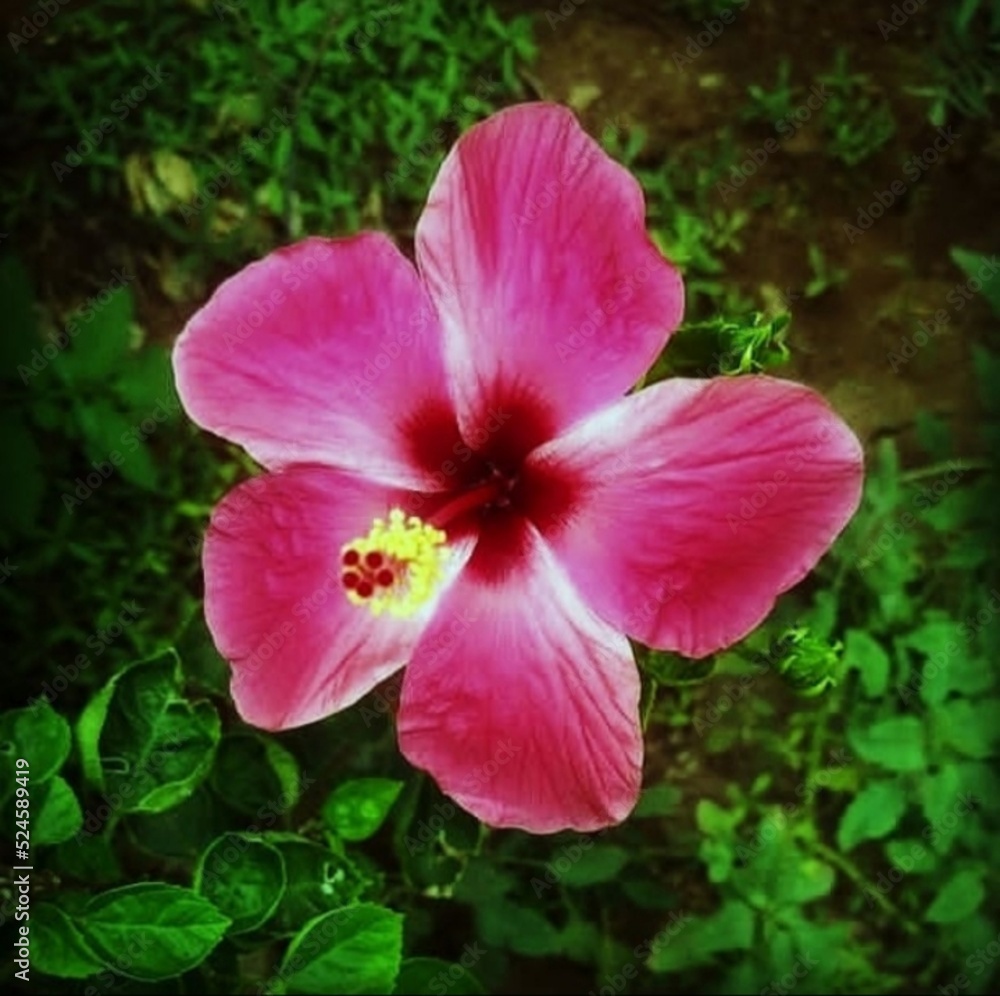 pink hibiscus flower pink hibiscus flower