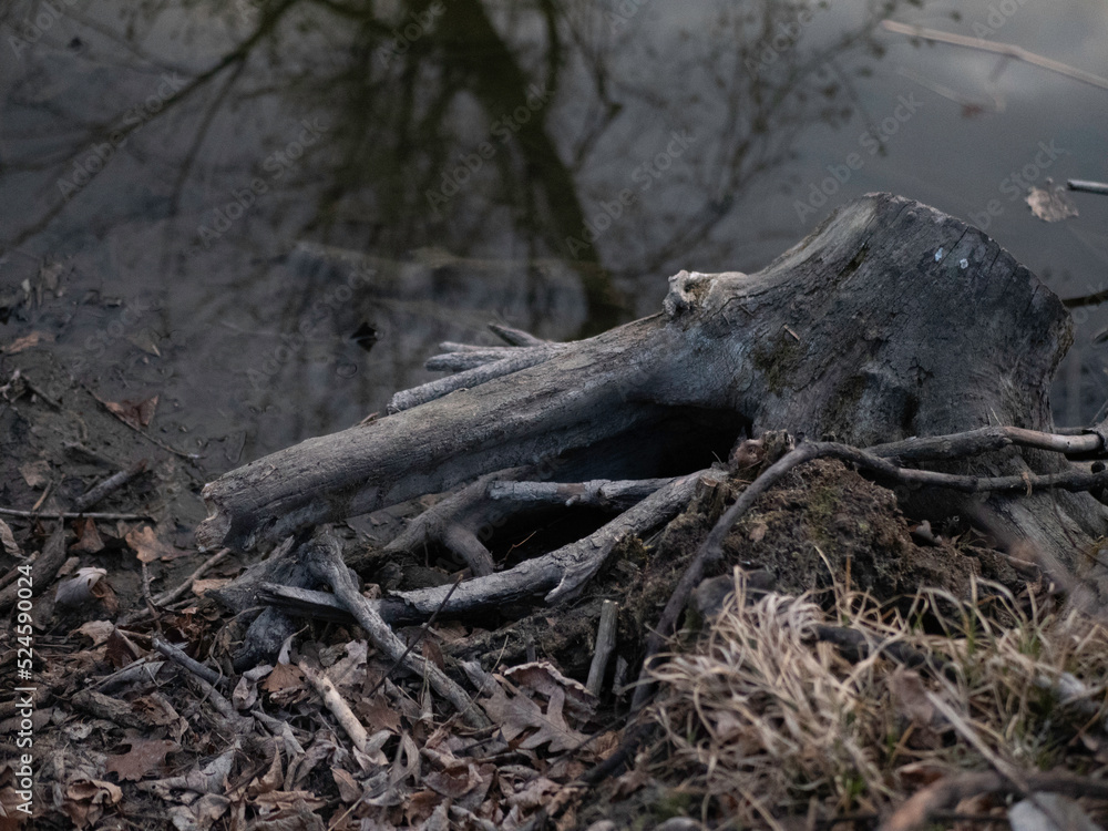 stump in water of river