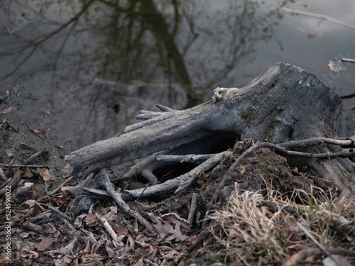 river bank stump