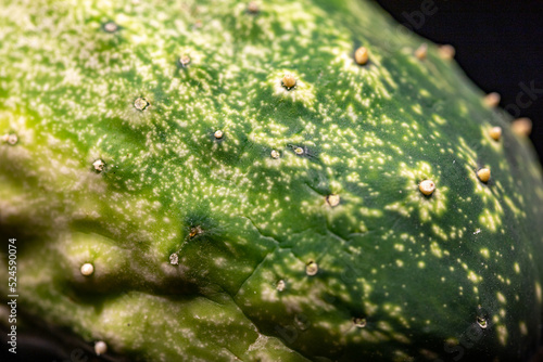 macro photo of a green cucumber. close up skin or peel with blackbackground 
