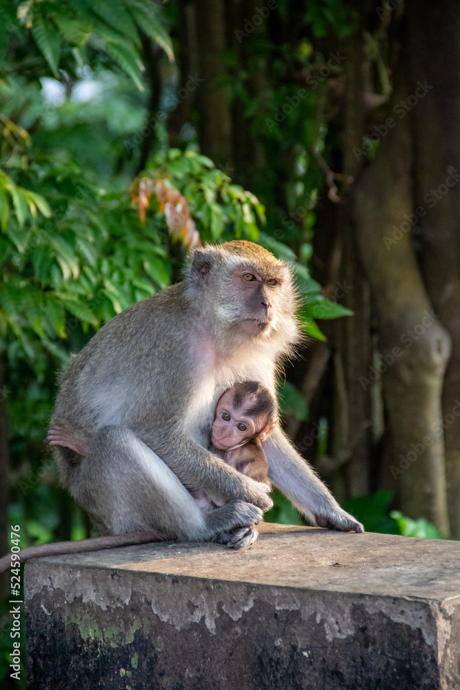 Mother monkey holding her cub in a protected forest area in the city