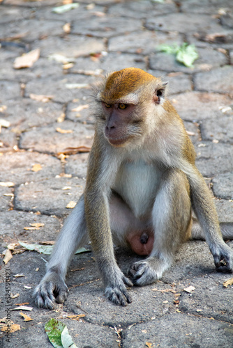 A monkey sitting on a paving road in a protected forest area in the city