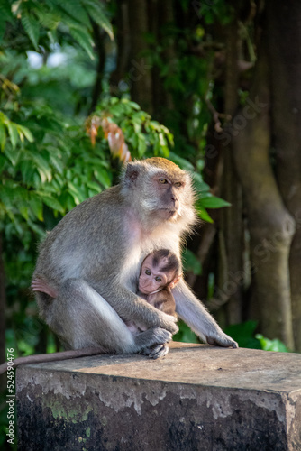 Mother monkey holding her cub in a protected forest area in the city © OYeah