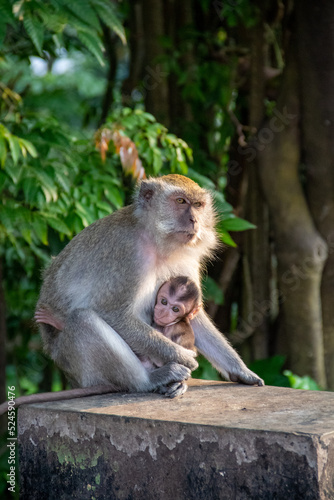 Mother monkey holding her cub in a protected forest area in the city