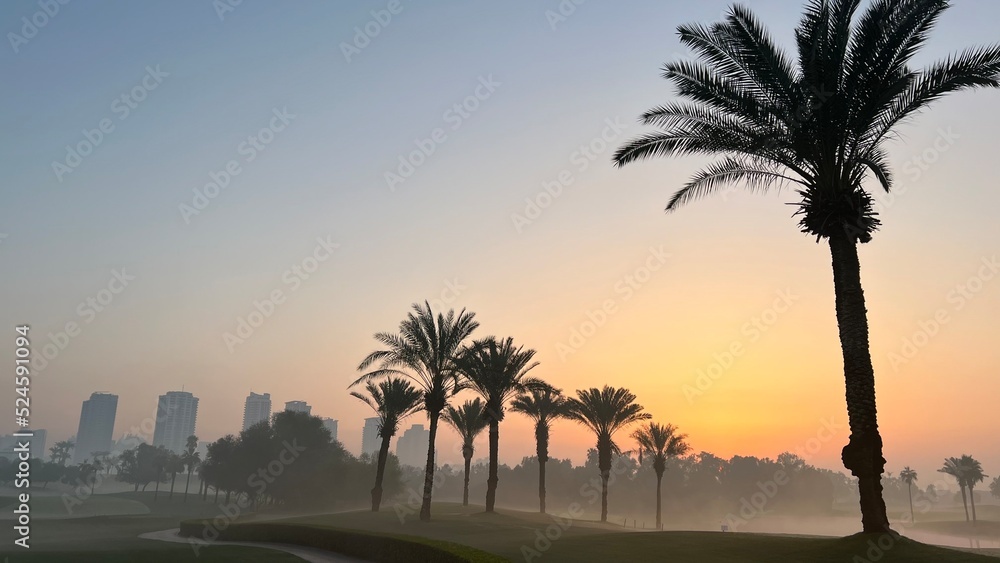 Obraz premium palm trees at sunrise at golf course