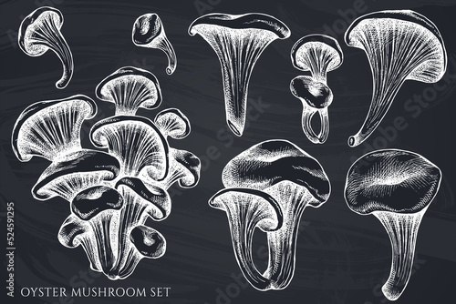 Vector set of hand drawn chalk oyster mushroom