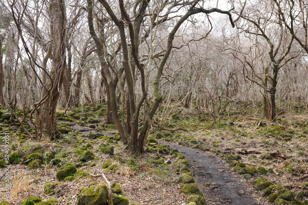Fototapeta premium fine path through bare trees and vines