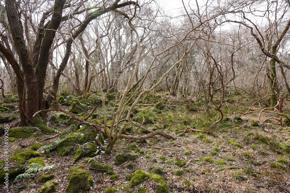 mossy rocks and vines in winter forest mossy rocks and vines in winter forest
