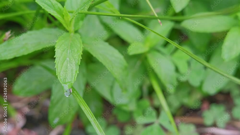 Fresh water dew drops Fresh water dew drops