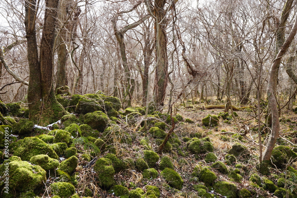 Fototapeta premium mossy rocks and vines in winter forest