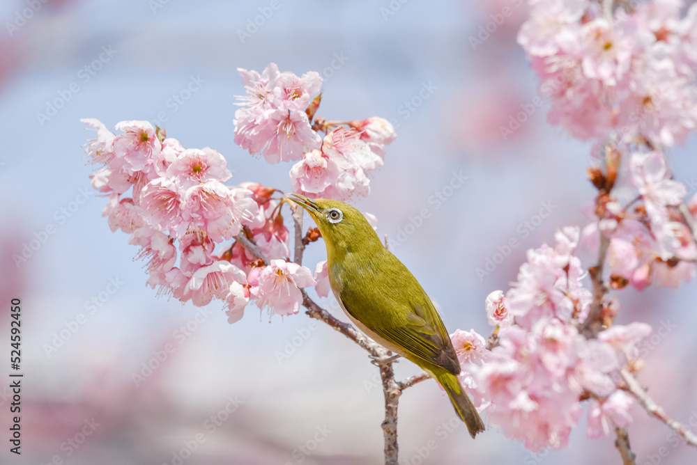 桜の花とメジロ