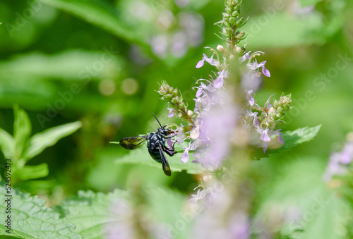 Wallpaper Mural ピンクの花の蜜を吸うブルービー Torontodigital.ca