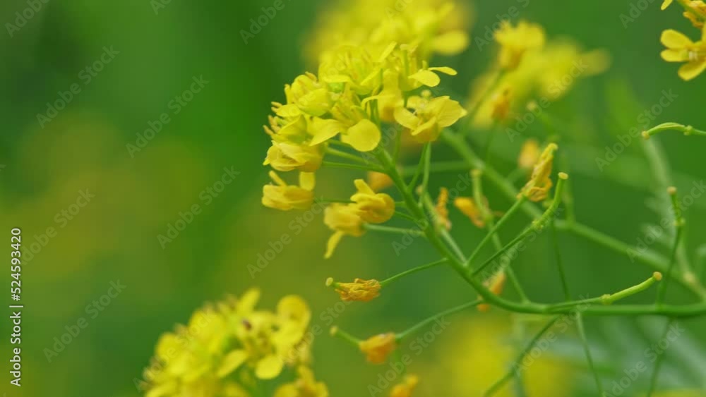 Yellow wildflowers blooming in the fields Yellow wildflowers blooming in the fields