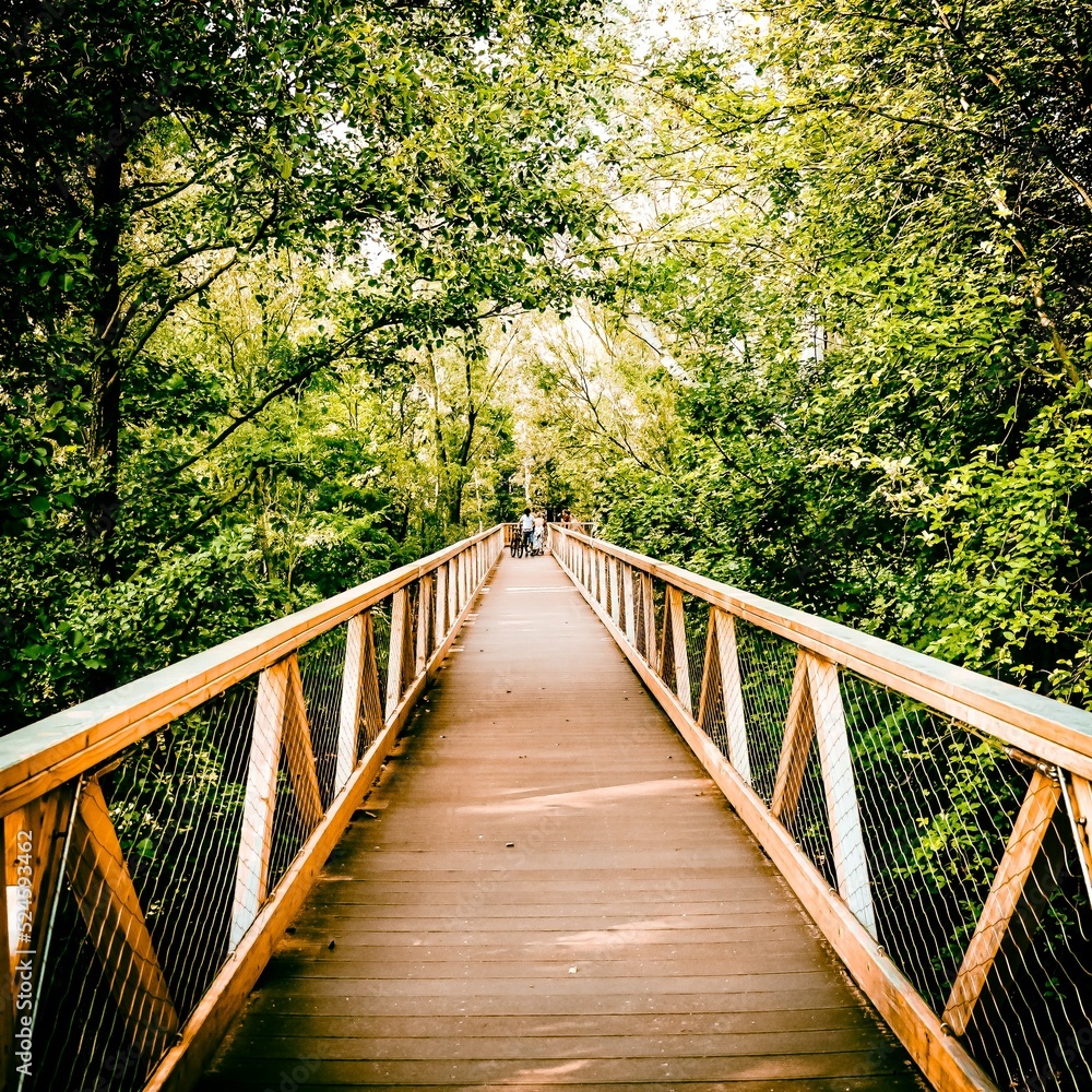 Obraz premium bridge in the forest