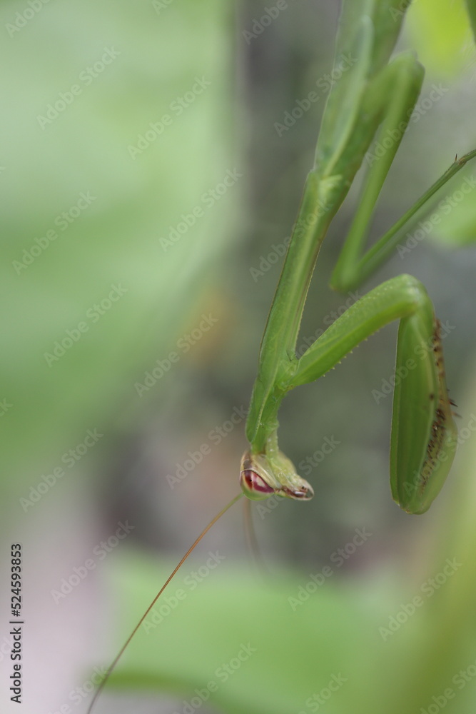 カマキリ カマキリ