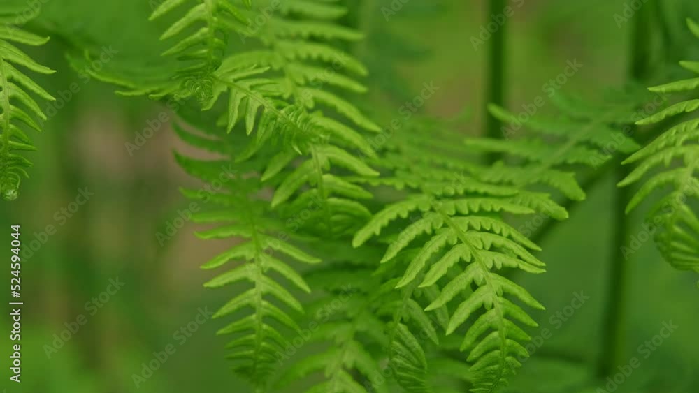 Beautiful emerald green healthy leaves of forest fern Beautiful emerald green healthy leaves of forest fern